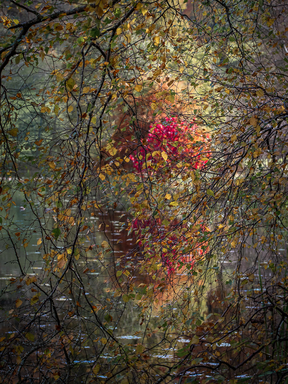 Bleeding Heart, Holehird Tarn